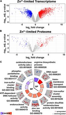 Multi-Omics Profiling Specifies Involvement of Alternative Ribosomal Proteins in Response to Zinc Limitation in Mycobacterium smegmatis